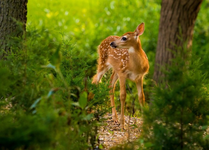 Fawn standing in a forest