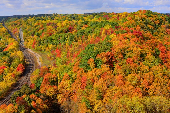 Autumn forest with railroad tracks