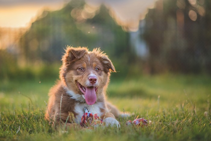 Brown Australian Shepherd puppy lying in grass