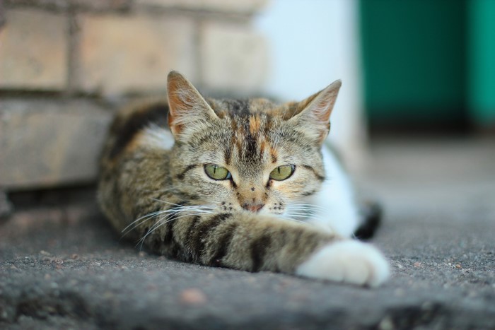 A tabby cat with green eyes lying down