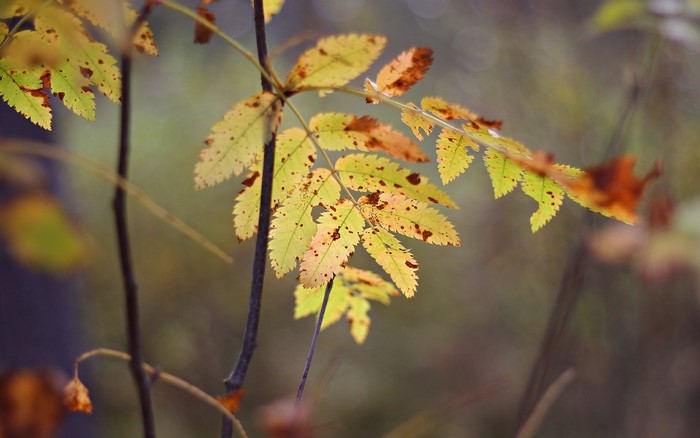 Autumn leaves on a branch
