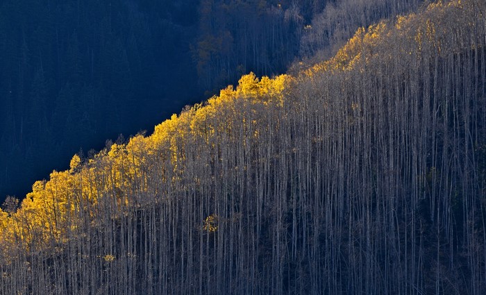 Autumn forest on a mountainside