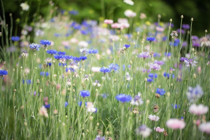 Field of blue and pink wildflowers