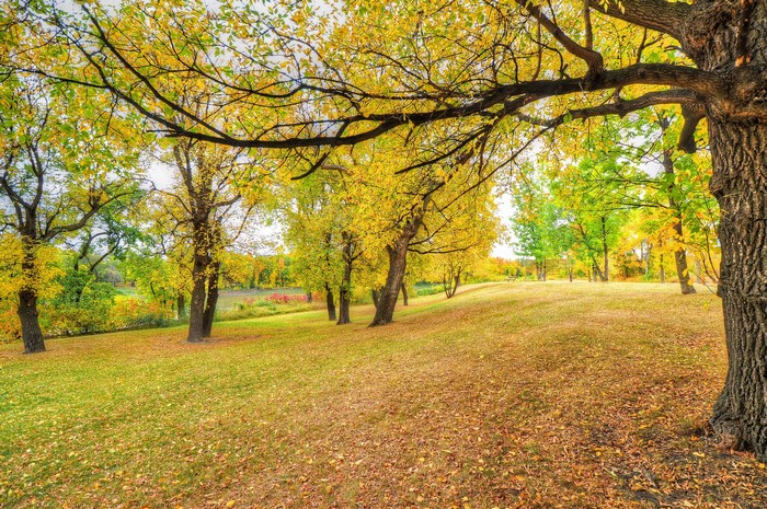 Autumn park with trees and fallen leaves