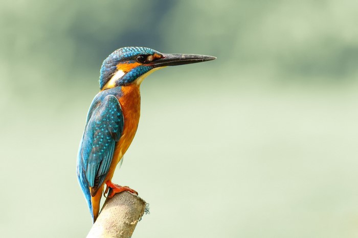 Common Kingfisher perched on a branch