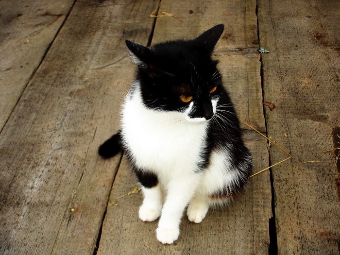 Black and white cat sitting on wooden planks