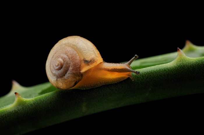 Snail on a green plant stem