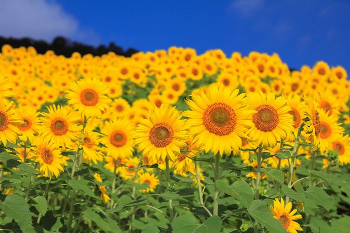 Field of Sunflowers Under a Blue Sky
