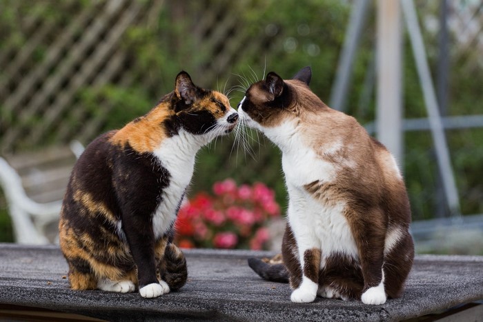 Two cats touching noses on a table