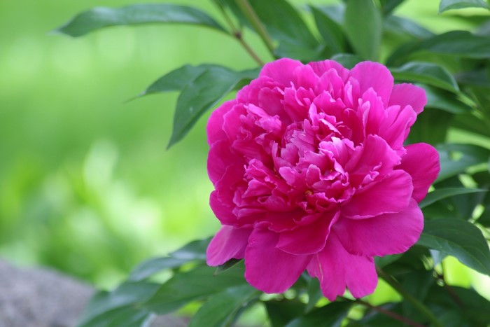 Close-up of a vibrant pink peony flower
