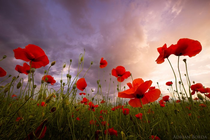 Field of red poppies under a dramatic sky