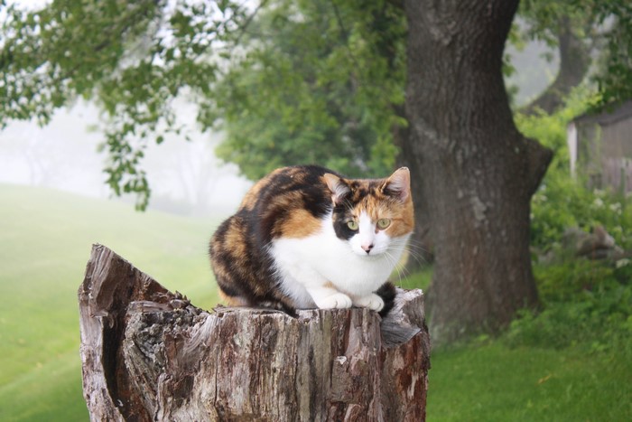 Calico cat on a tree stump