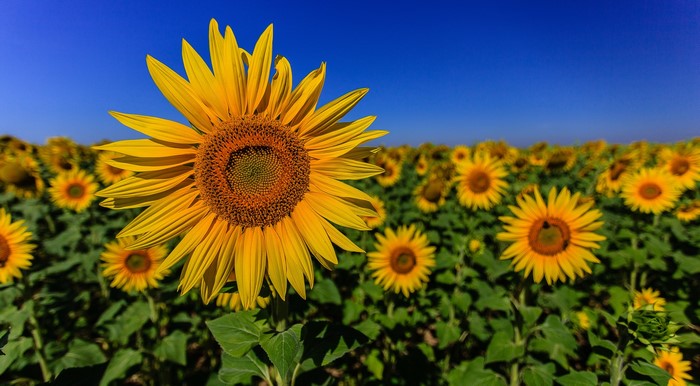 Field of Sunflowers Under a Blue Sky