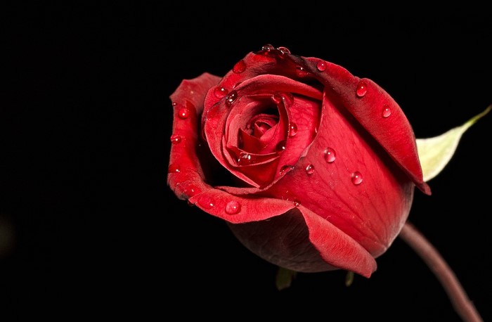 Red rose with water drops on black background