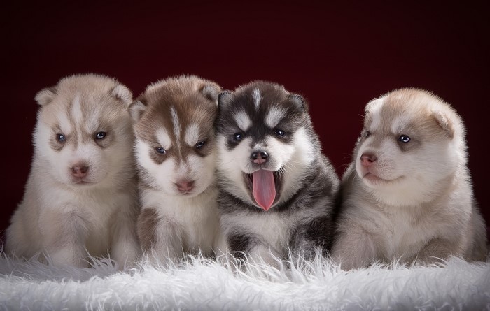 Four Husky Puppies on White Fur