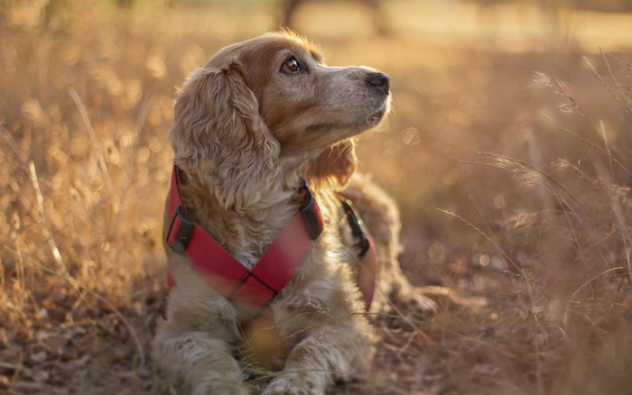 Cocker Spaniel dog wearing a red harness outdoors
