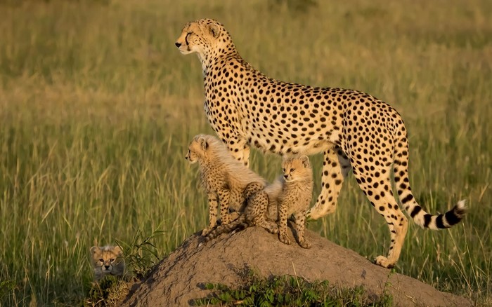 Cheetahs Cubs Three 3