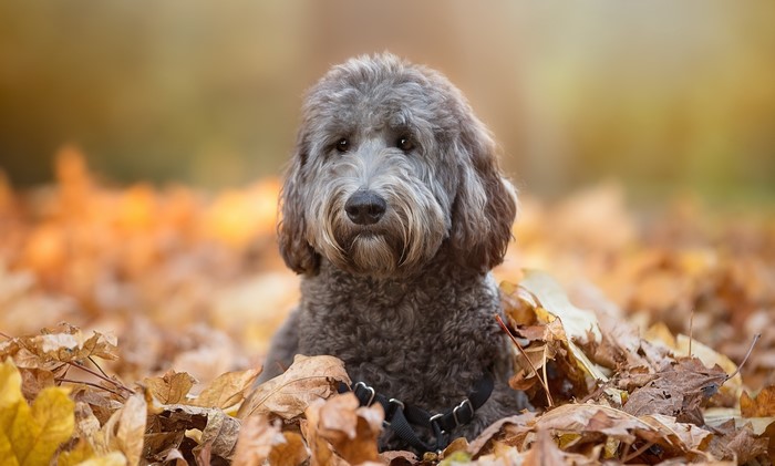 A dog sits in autumn leaves