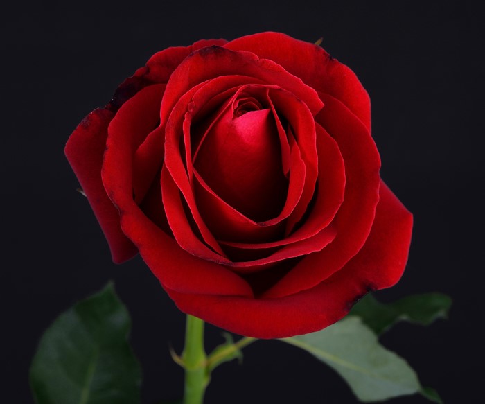 Red Rose Closeup