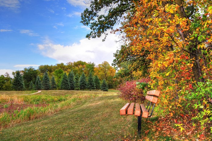 Park bench in autumn with colorful trees and blue sky