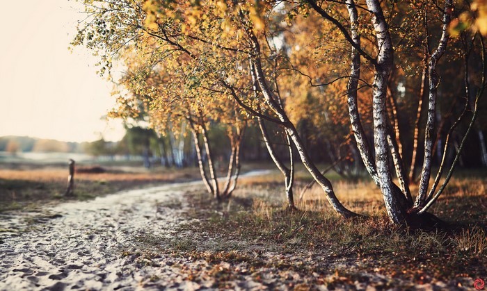 Autumn Birch Trees on a Sandy Path