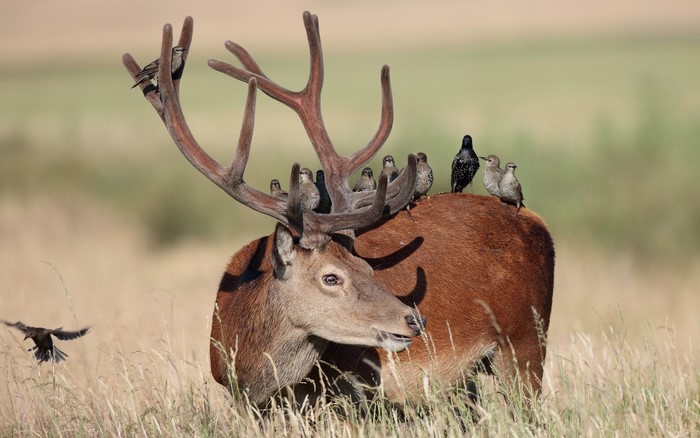 Deer with birds on its antlers and back