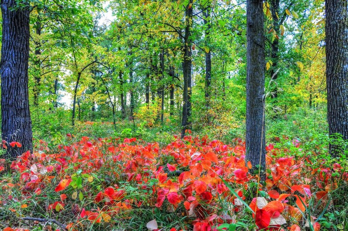 Autumn forest with red leaves on the ground