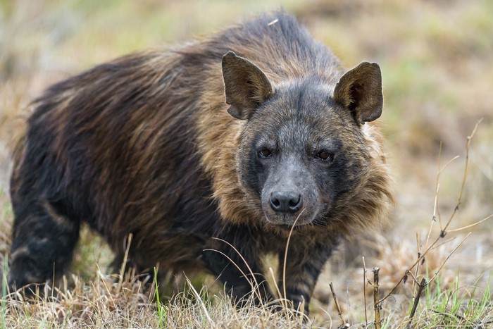 Brown hyena standing in dry grass
