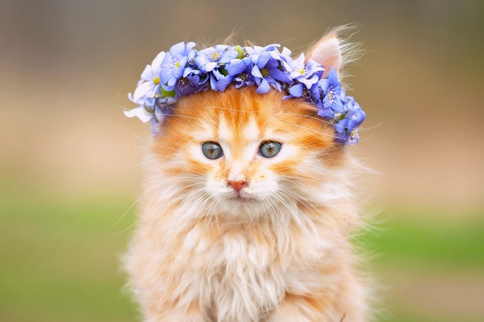 Fluffy orange kitten wearing a blue flower crown