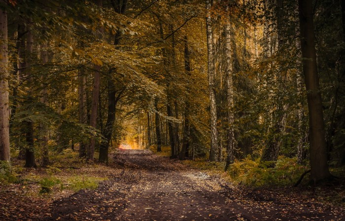 Autumn forest path with fallen leaves