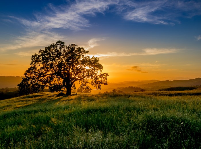 4K Sunset over Rolling Hills with Oak Tree