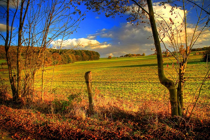 Autumn Field with Fence and Trees