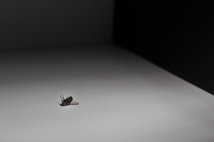 Dead fly on a white surface