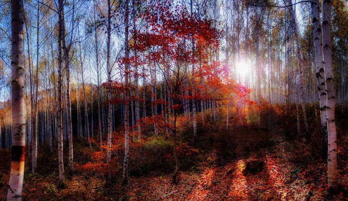 Autumn forest with birch trees and red foliage