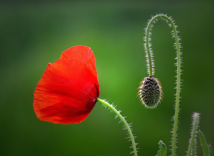 Red poppy flower and bud on green background