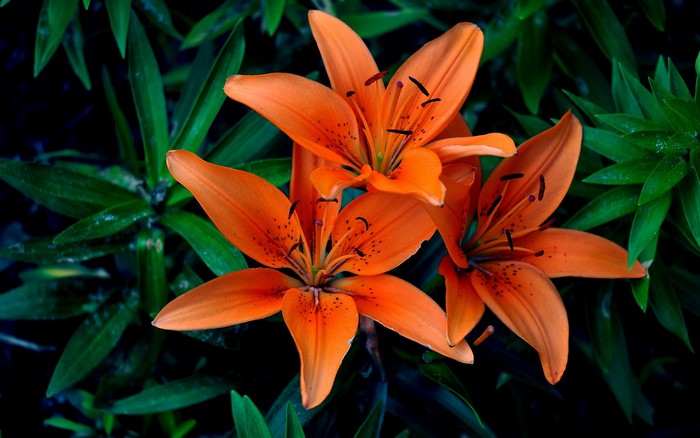 Close-up of three orange lilies with dark green foliage