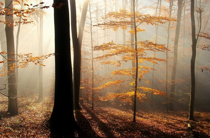 Autumn forest with fog and sunbeams