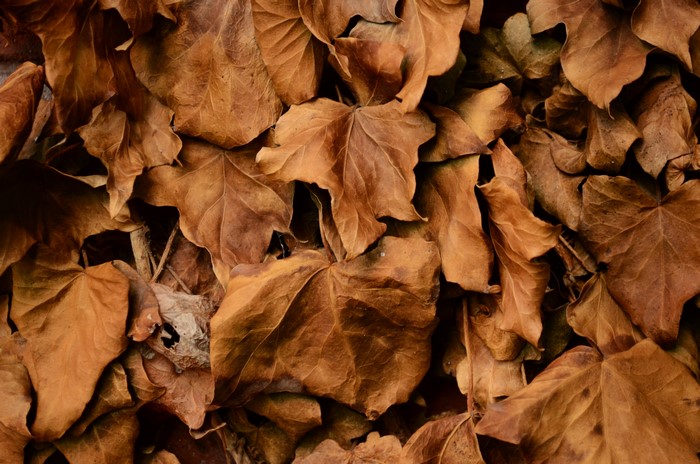 4K Autumn Closeup Foliage