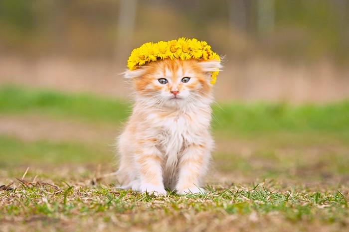 Ginger kitten wearing a crown of yellow flowers