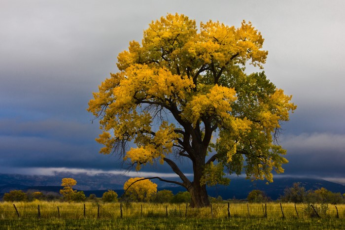 Autumn tree with yellow leaves under a stormy sky