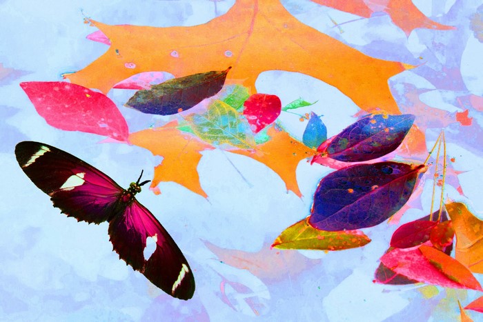 Butterfly and colorful autumn leaves