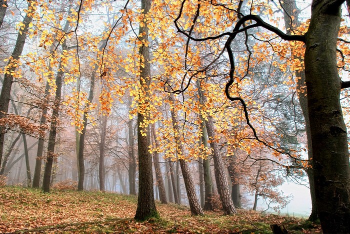 Autumn forest with fog and fallen leaves