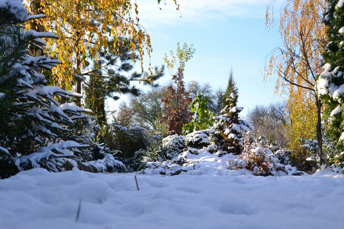 Autumn trees and evergreens covered in snow