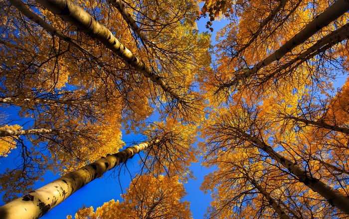 Looking up at golden autumn trees against a blue sky