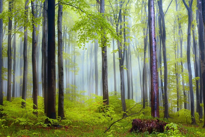 Misty forest with tall trees and green undergrowth