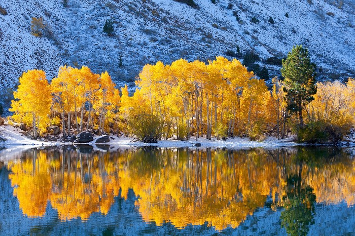 Autumn Aspen Trees Reflecting in a Lake with Snow-Capped Mountains