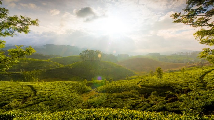 Rolling green tea fields under a bright sky