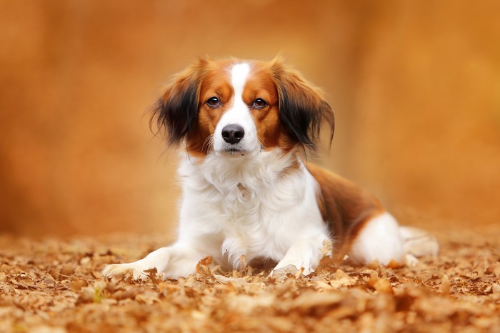 Kooikerhondje dog lying on autumn leaves