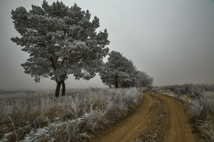 Frost-covered trees and a dirt road in a foggy landscape