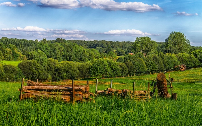 Pile of logs in a green field with trees and sky